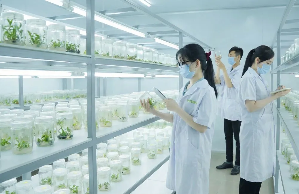 Đơn vị gia công cây giống cấy mô