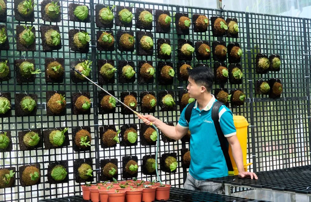 Tỷ lệ sống của cây giống cấy mô