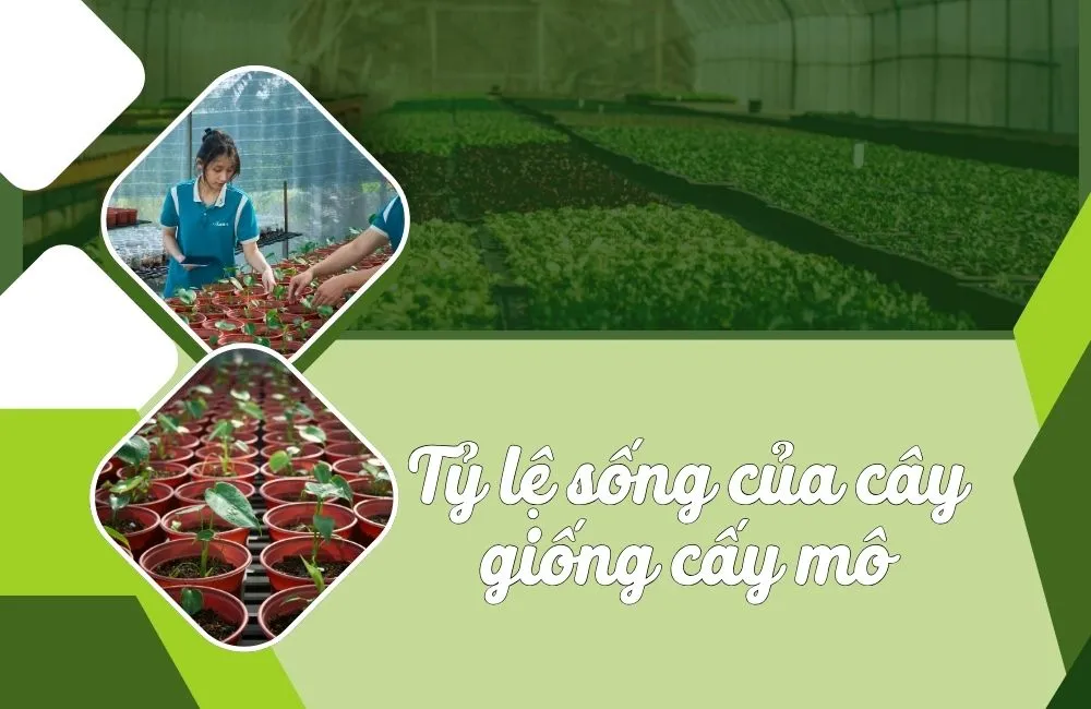 Tỷ lệ sống của cây giống cấy mô