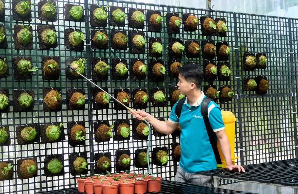Ứng dụng nuôi cấy mô