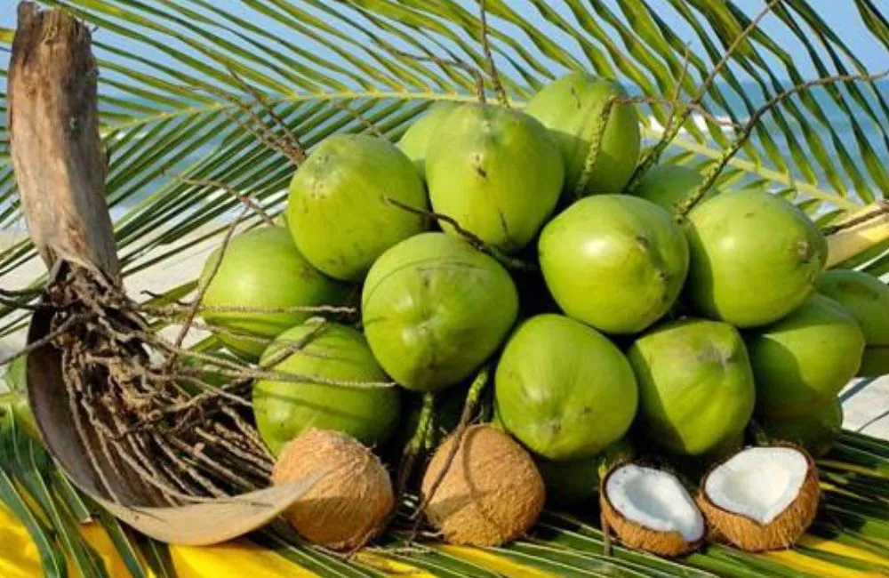 Ứng dụng nuôi cấy mô
