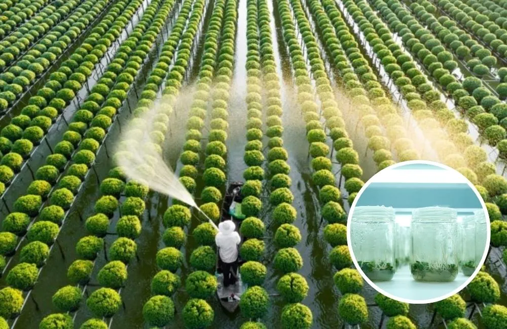 Ứng dụng nuôi cấy mô