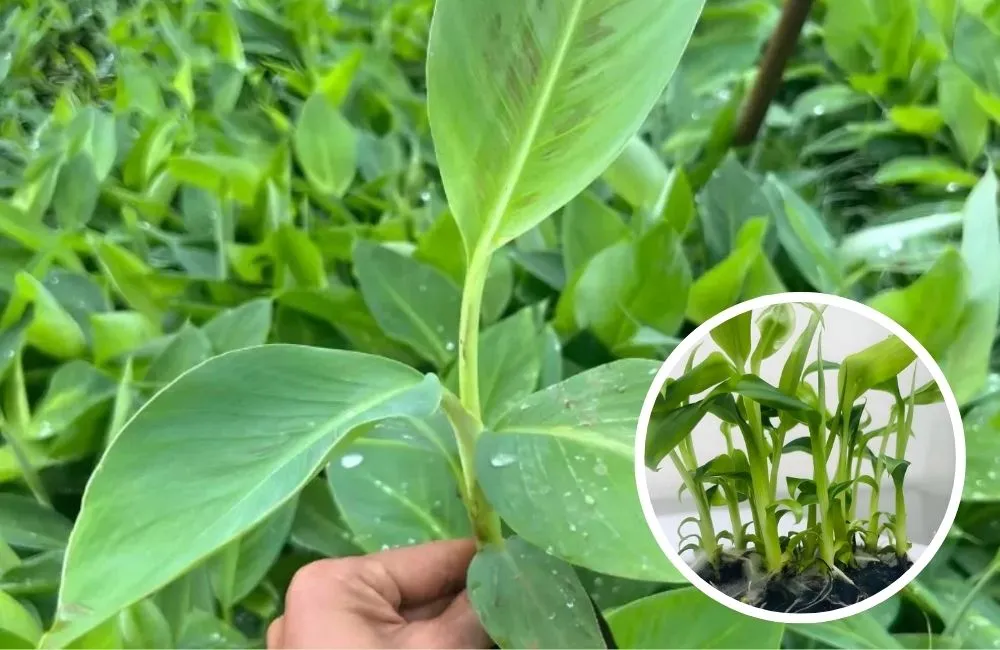 Ứng dụng nuôi cấy mô