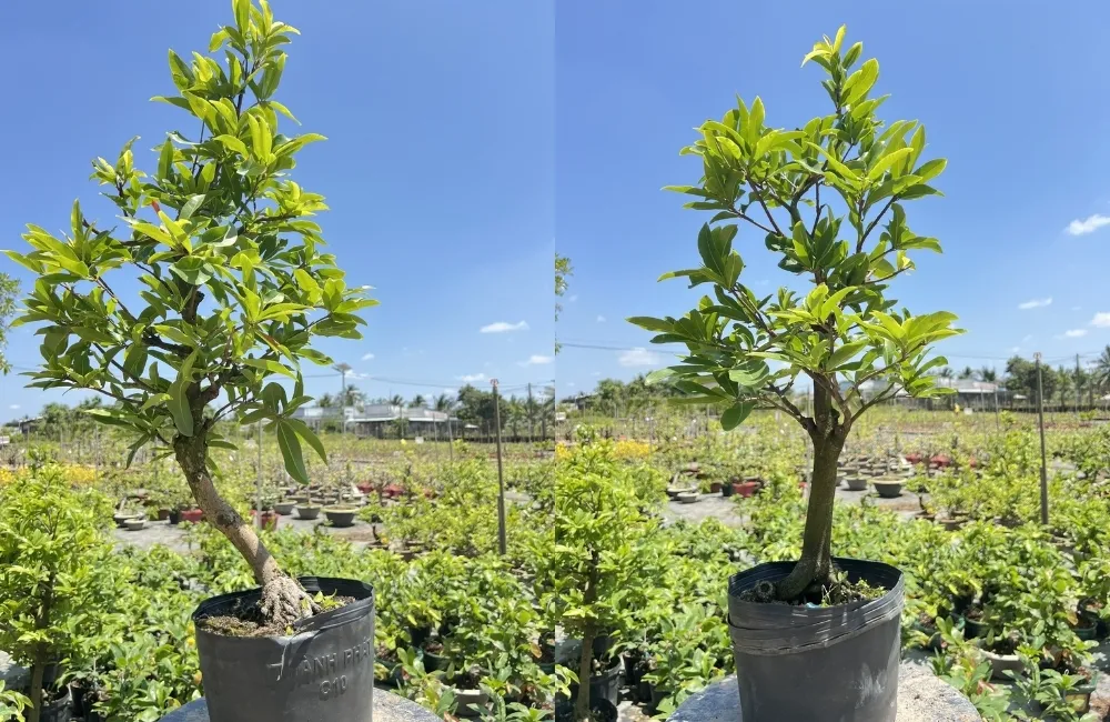 Giá trị thẩm mỹ và phong thủy của mai cúc hương chùm