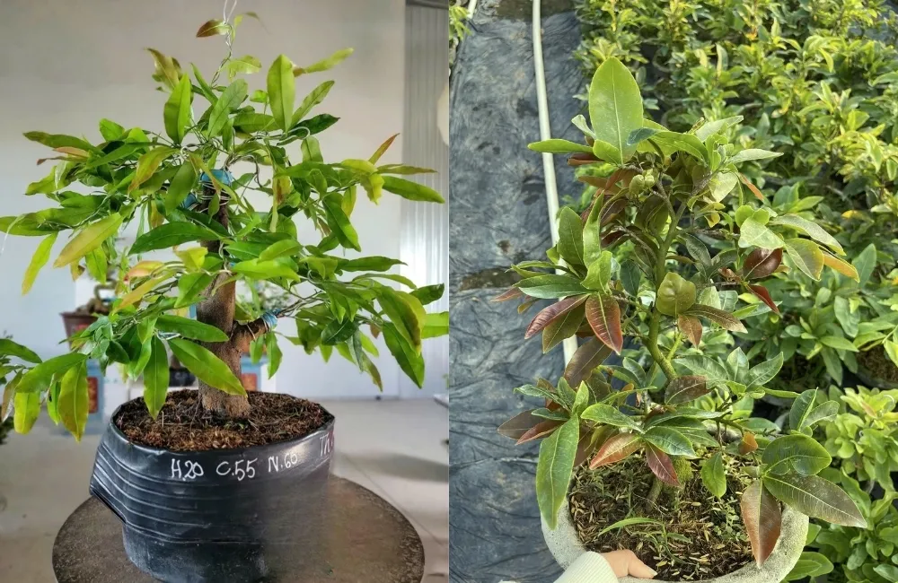 Ứng dụng thực tế và có nên trồng mai cúc hương chùm không?