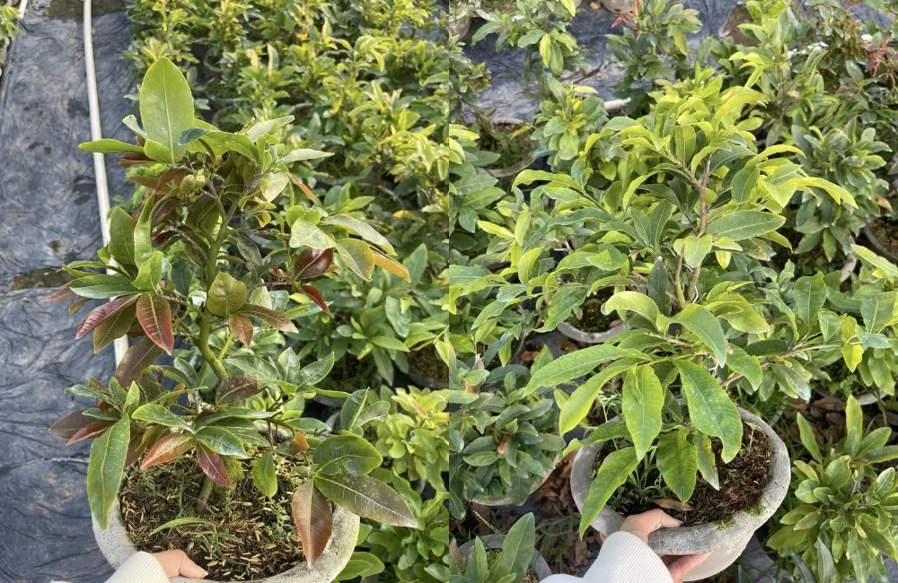 Giá trị kinh tế của Mai cúc hoàng huyết long đối với nhà vườn