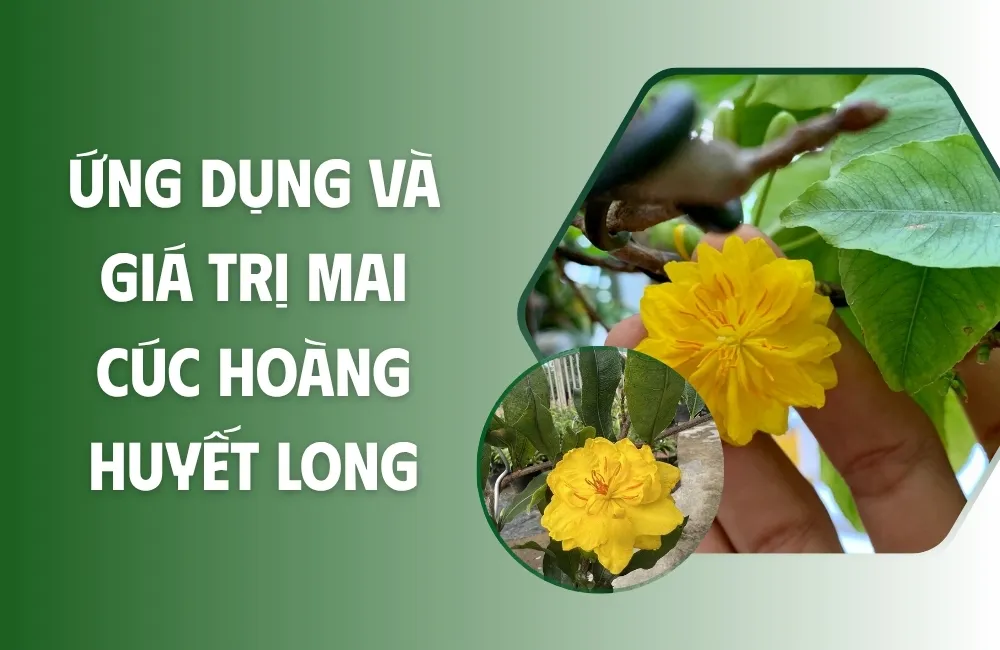 Giá trị đặc trưng của Mai cúc hoàng huyết long tạo nên sức hút trên thị trường
