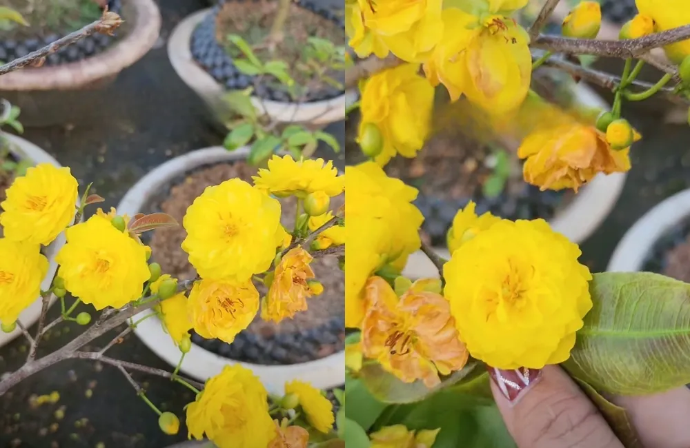 Tiềm năng phát triển của mai cúc tường vy trong tương lai