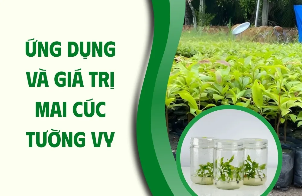 Mai cúc tường vy có những giá trị nổi bật gì?