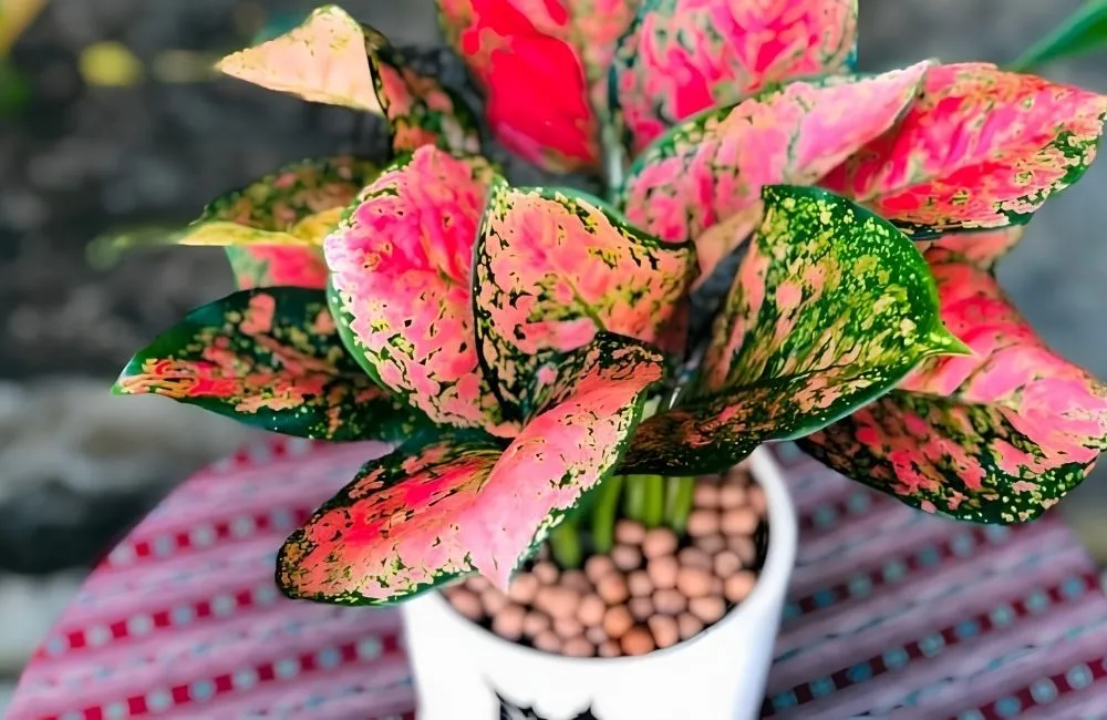 Cách phân biệt Vạn Lộc Đỏ cấy mô chất lượng và cây kém chất lượng