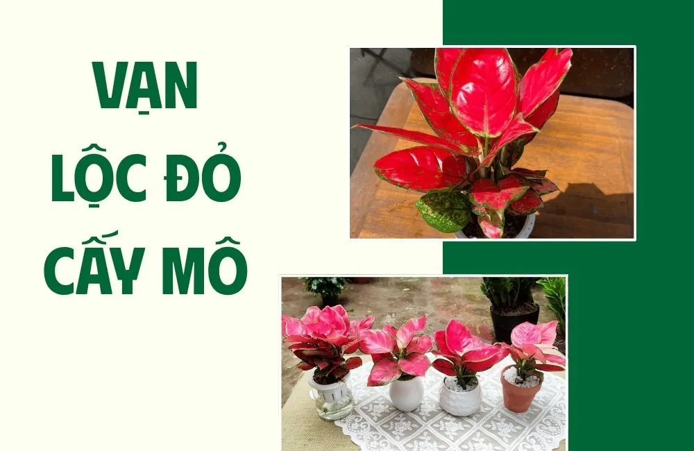 Vạn Lộc Đỏ cấy mô là gì? Vì sao được ưa chuộng hiện nay?