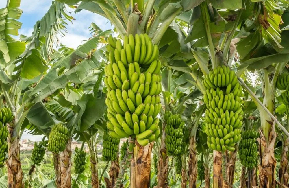 Giá bán chuối tiêu hồng cấy mô