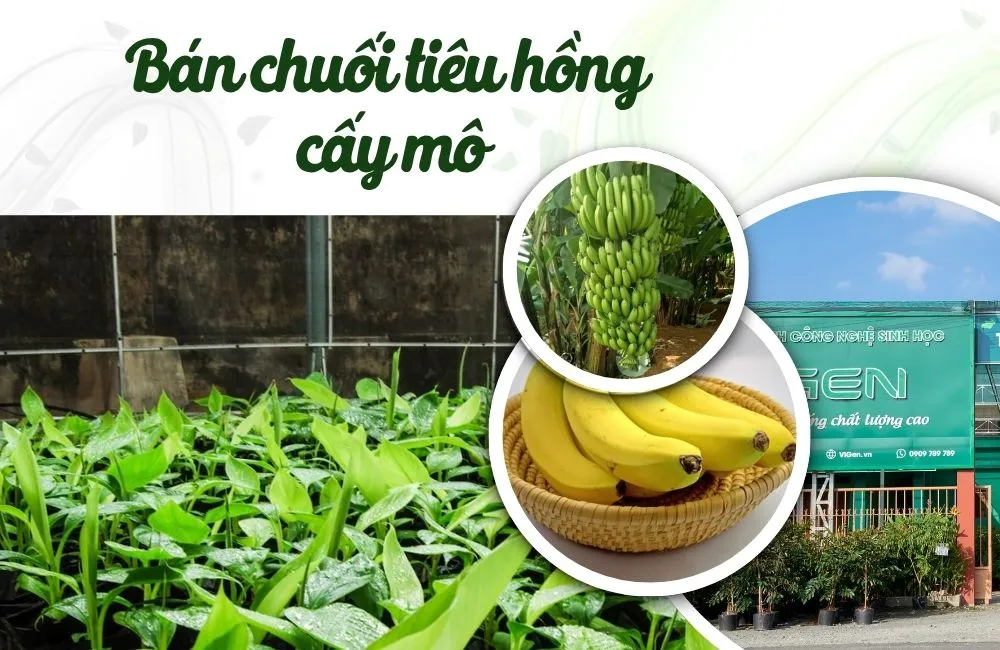 Bán chuối tiêu hồng cấy mô