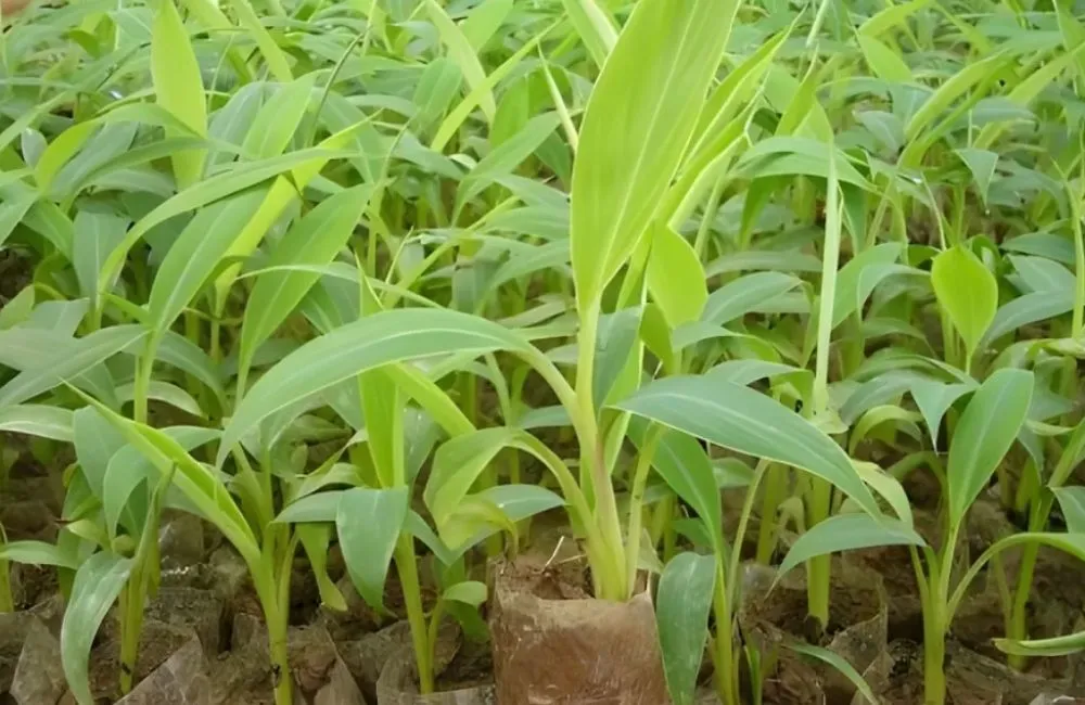 Bán chuối tiêu hồng cấy mô