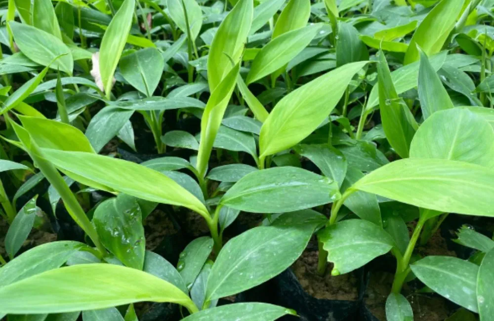 Giá bán chuối tiêu hồng cấy mô