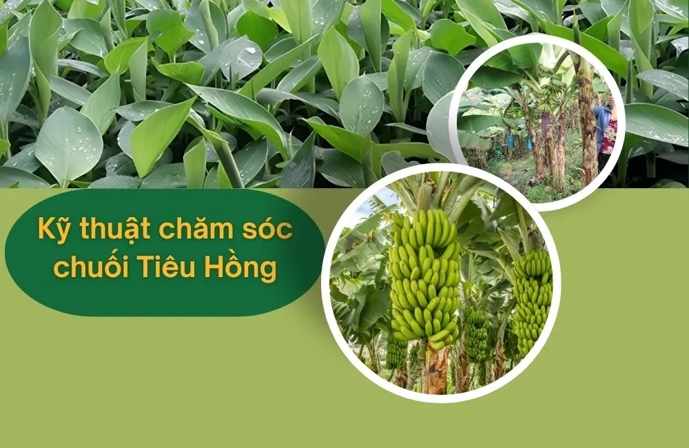 Kỹ thuật chăm sóc chuối tiêu hồng