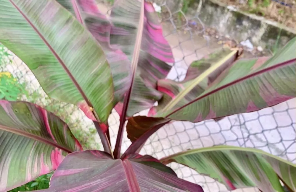 Đặc điểm sinh trưởng chuối hồng musa nono pink var