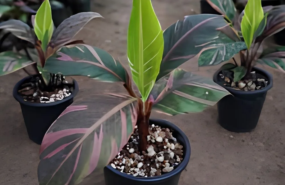 Đặc điểm sinh trưởng chuối hồng musa nono pink var