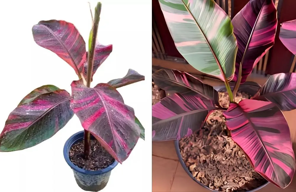 Đặc điểm sinh trưởng chuối hồng musa nono pink var