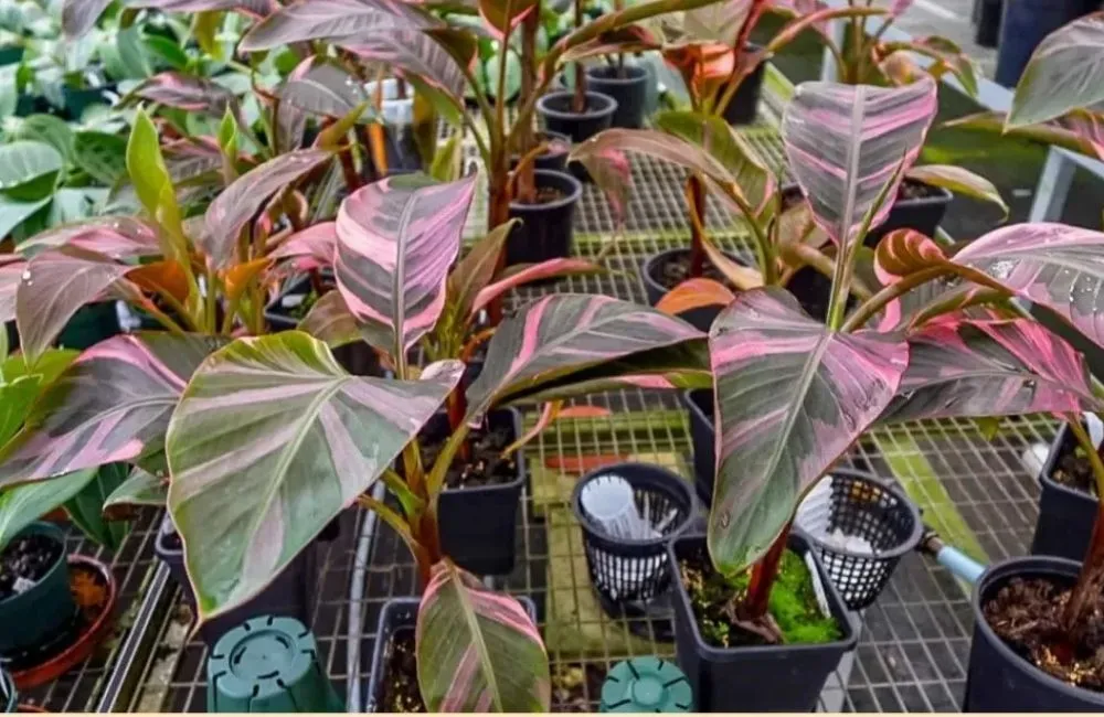 Đặc điểm sinh trưởng chuối hồng musa nono pink var