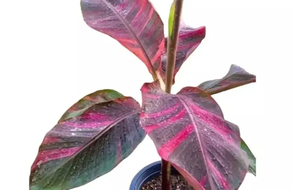 So sánh chuối hồng Musa Nono Pink Var