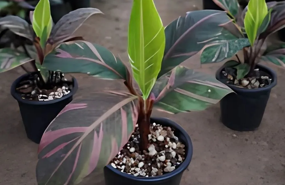 So sánh chuối hồng Musa Nono Pink Var