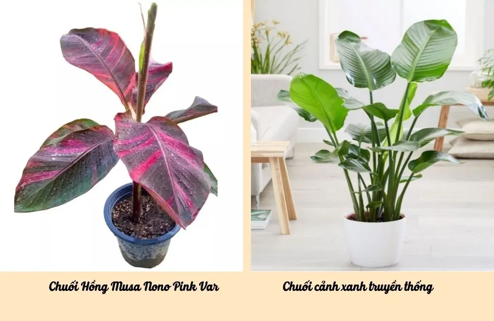 So sánh chuối hồng Musa Nono Pink Var