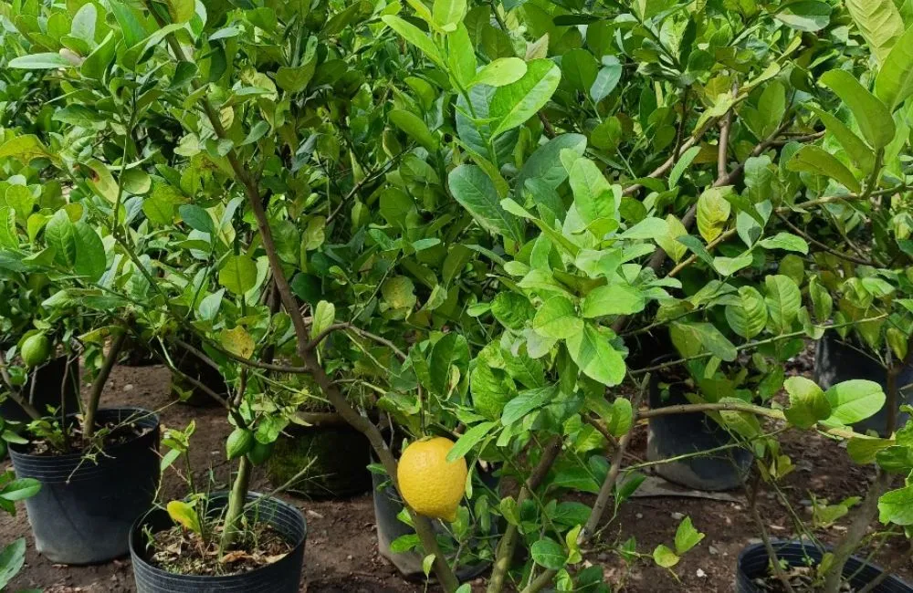 Đặc điểm sinh trưởng chanh vàng Mỹ