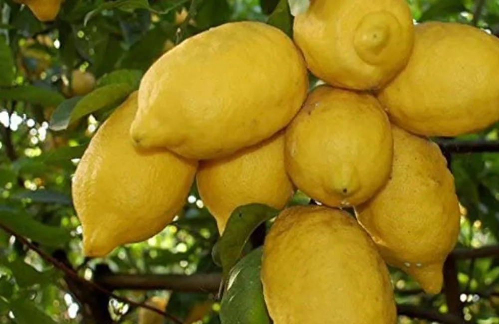 Đặc điểm sinh trưởng chanh vàng Mỹ