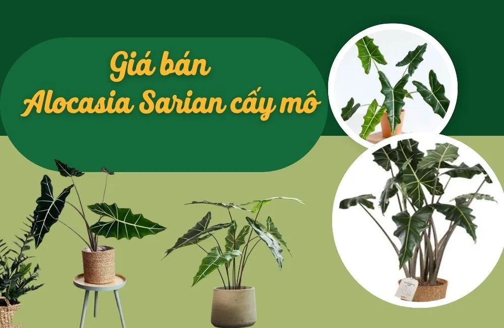 Giá bán Alocasia Sarian cấy mô