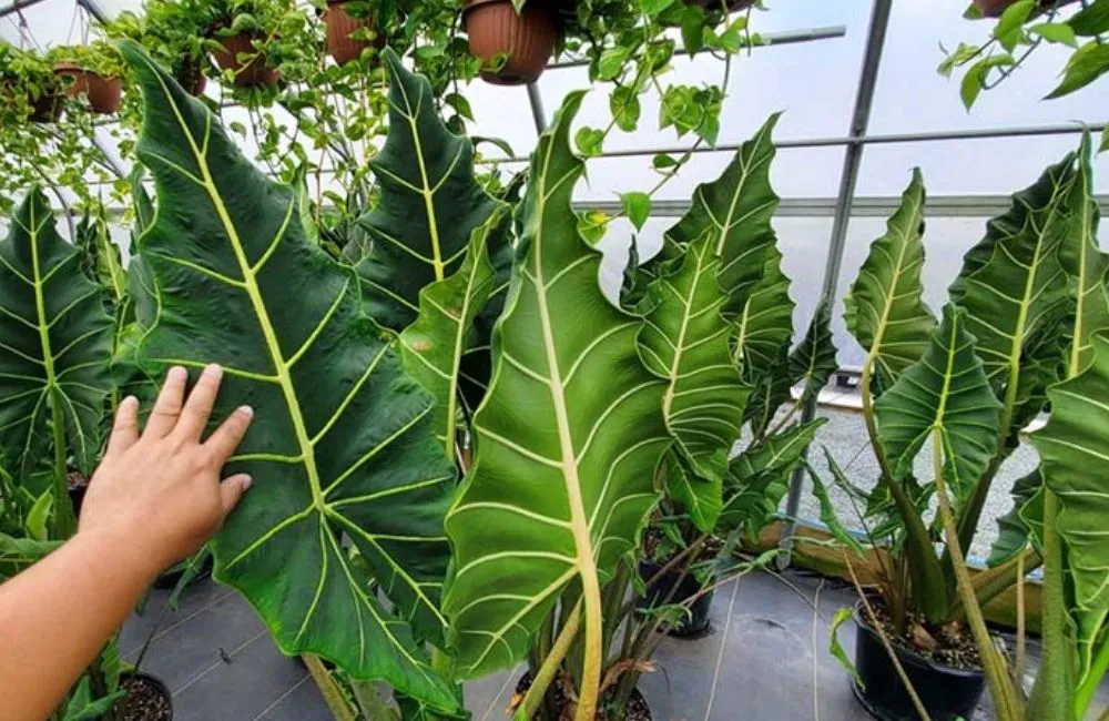 Giá bán Alocasia Sarian cấy mô