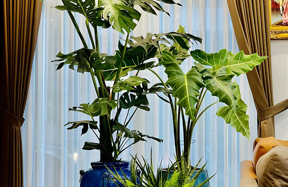 Giá bán Alocasia Sarian cấy mô