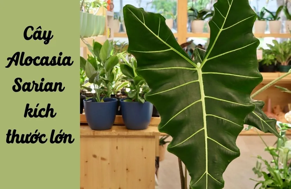 Giá bán Alocasia Sarian cấy mô