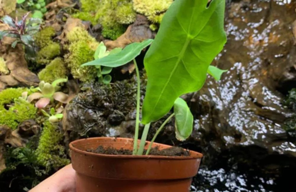 Giá bán Alocasia Sarian cấy mô