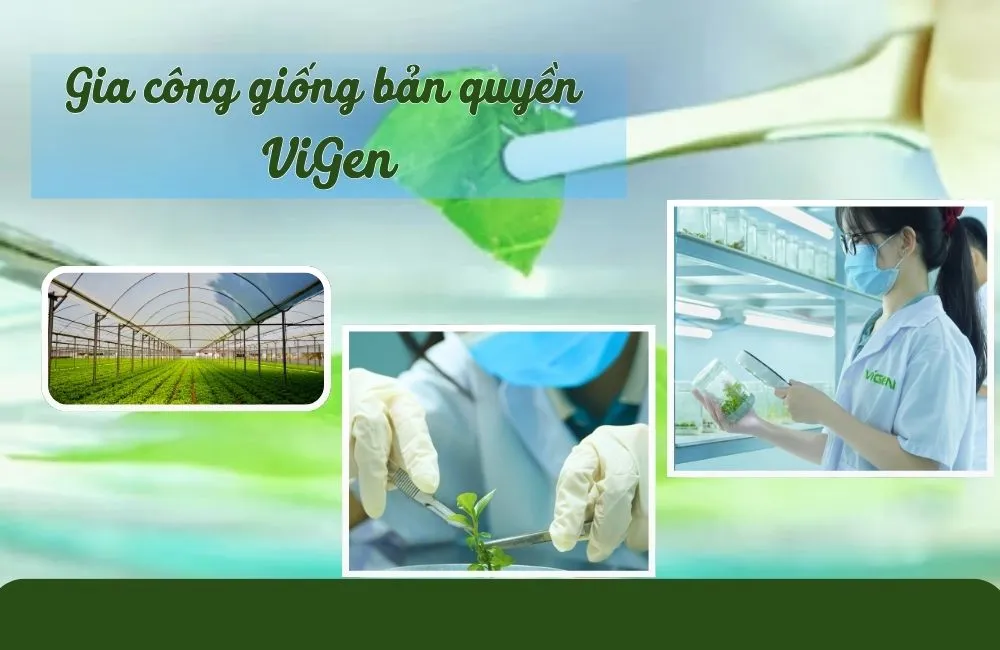 Gia công cây giống bản quyền ViGen