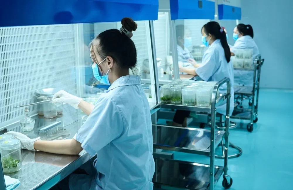 Gia công cây giống bản quyền ViGen