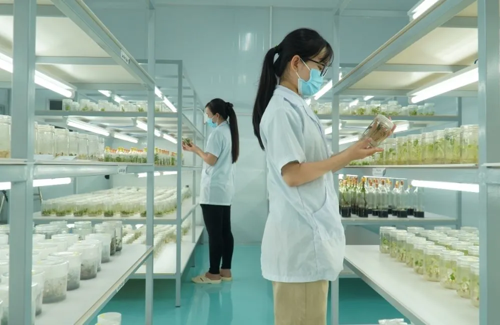 Gia công cây giống bản quyền ViGen
