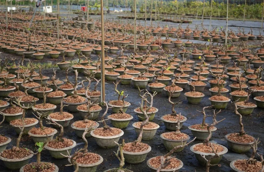 Giải pháp cây giống ViGen