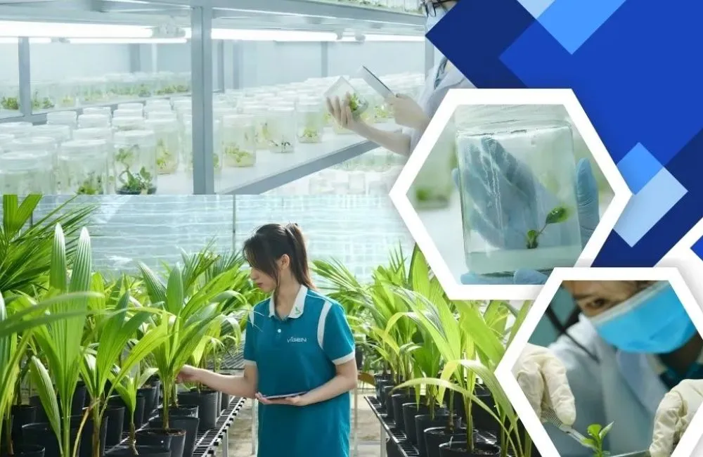 Giải pháp cây giống ViGen
