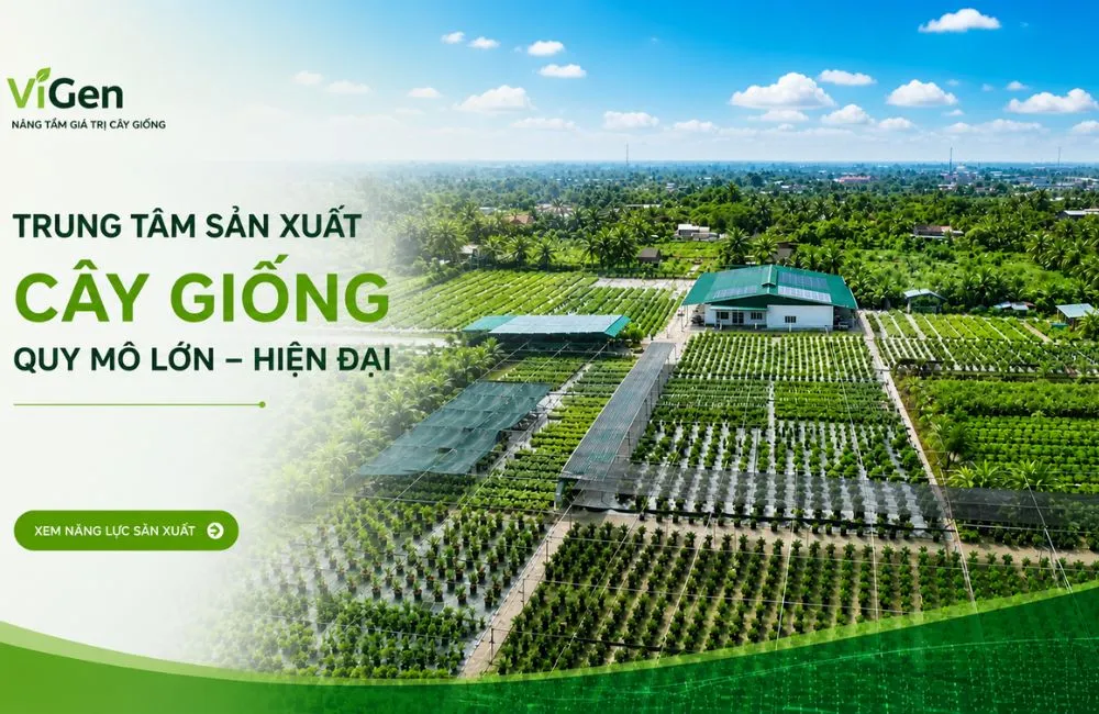 Giải pháp cây giống ViGen