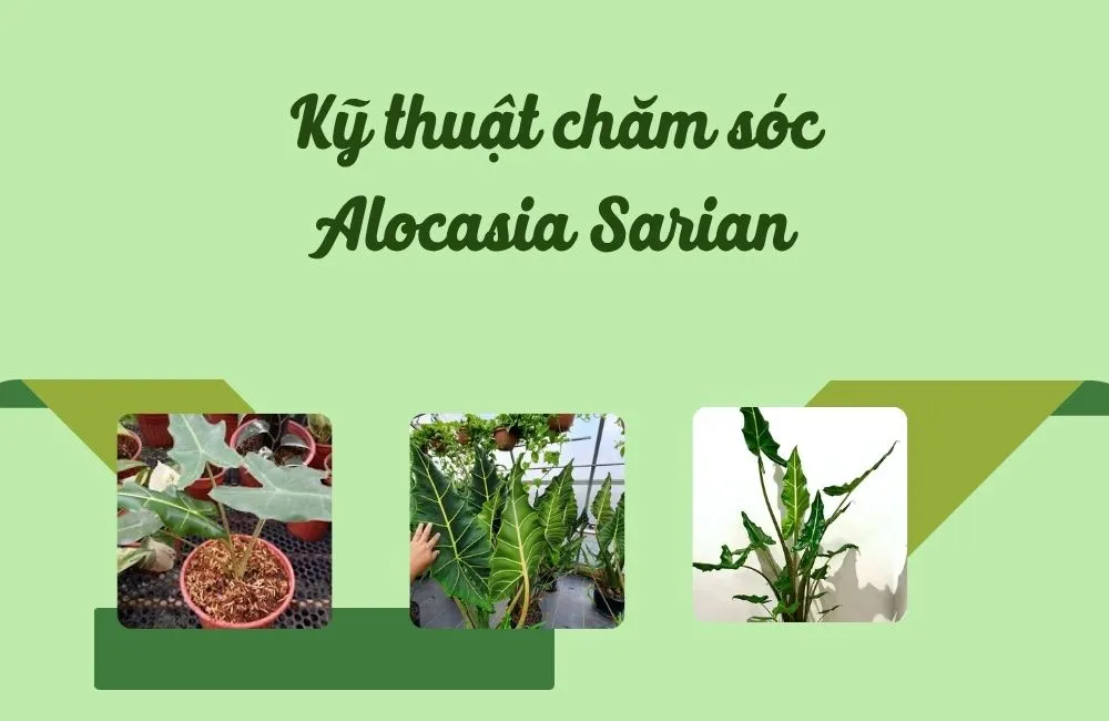 Kỹ thuật chăm sóc Alocasia Sarian