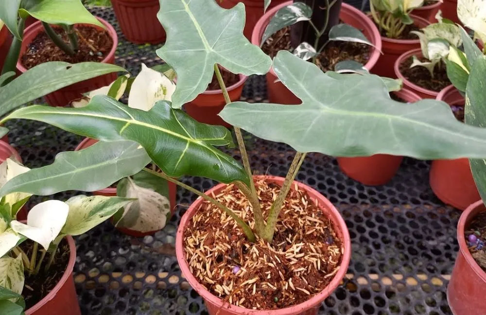 Kỹ thuật chăm sóc Alocasia Sarian