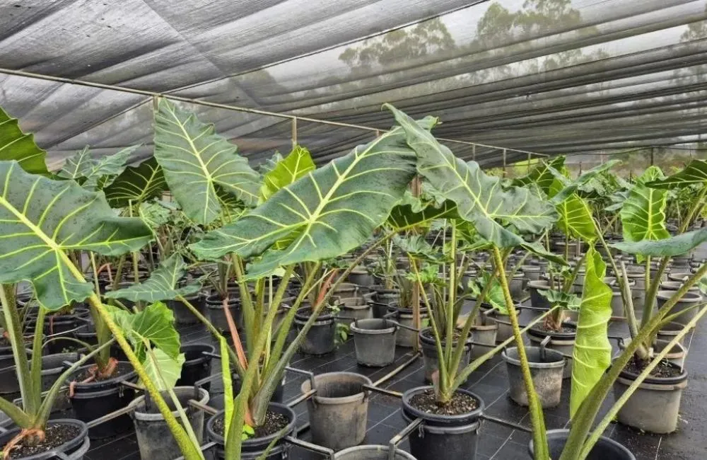 Kỹ thuật chăm sóc Alocasia Sarian