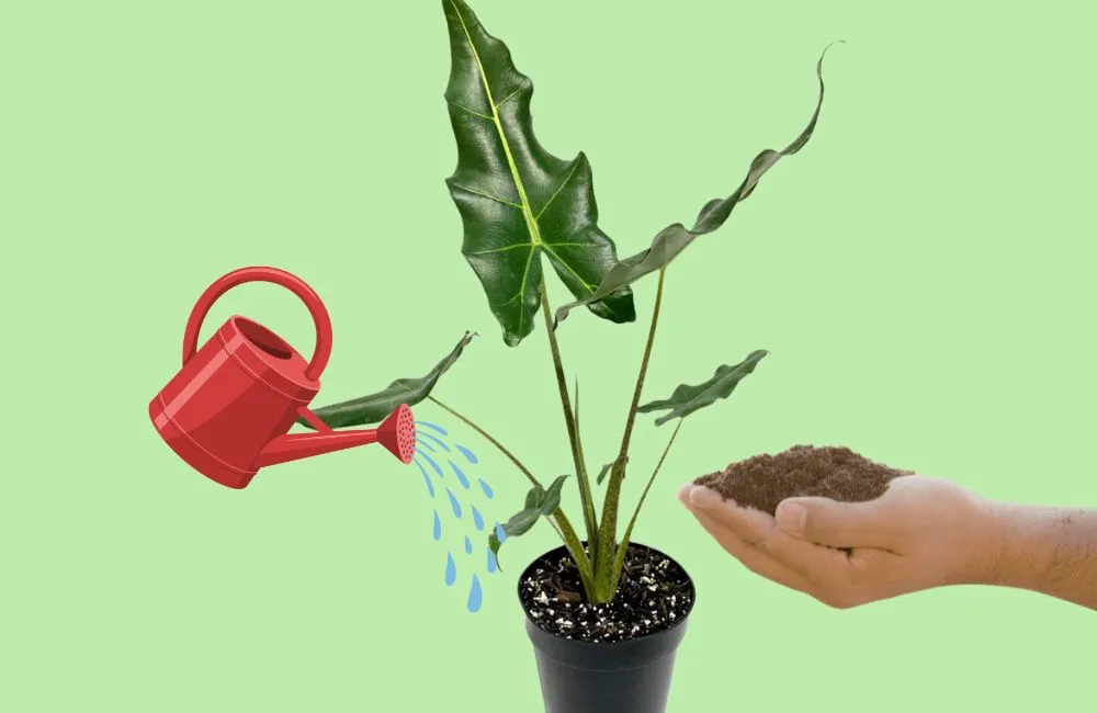 Kỹ thuật chăm sóc Alocasia Sarian