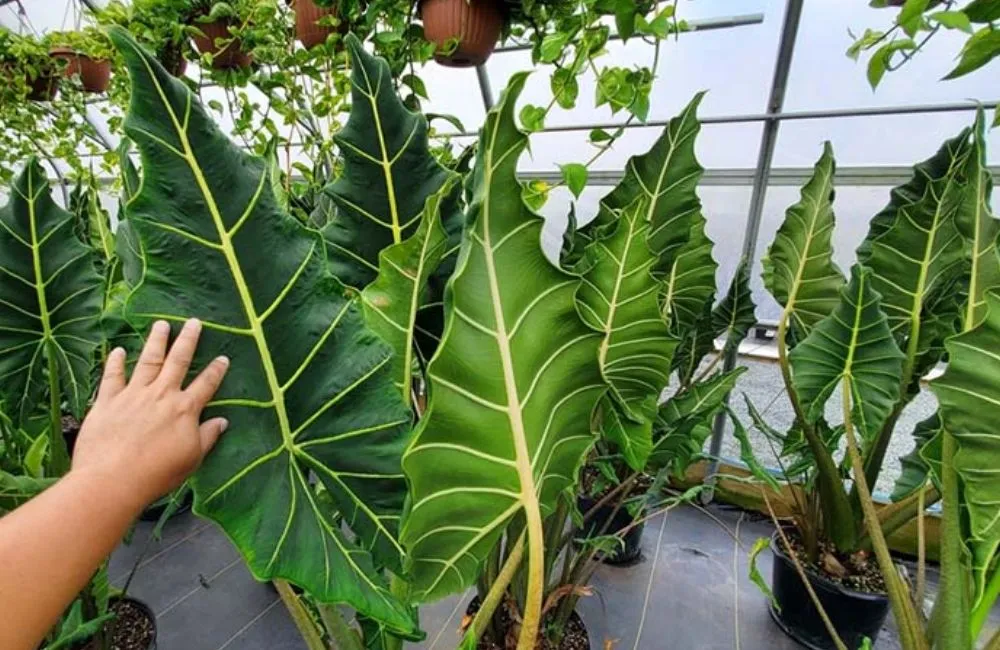 Kỹ thuật chăm sóc Alocasia Sarian