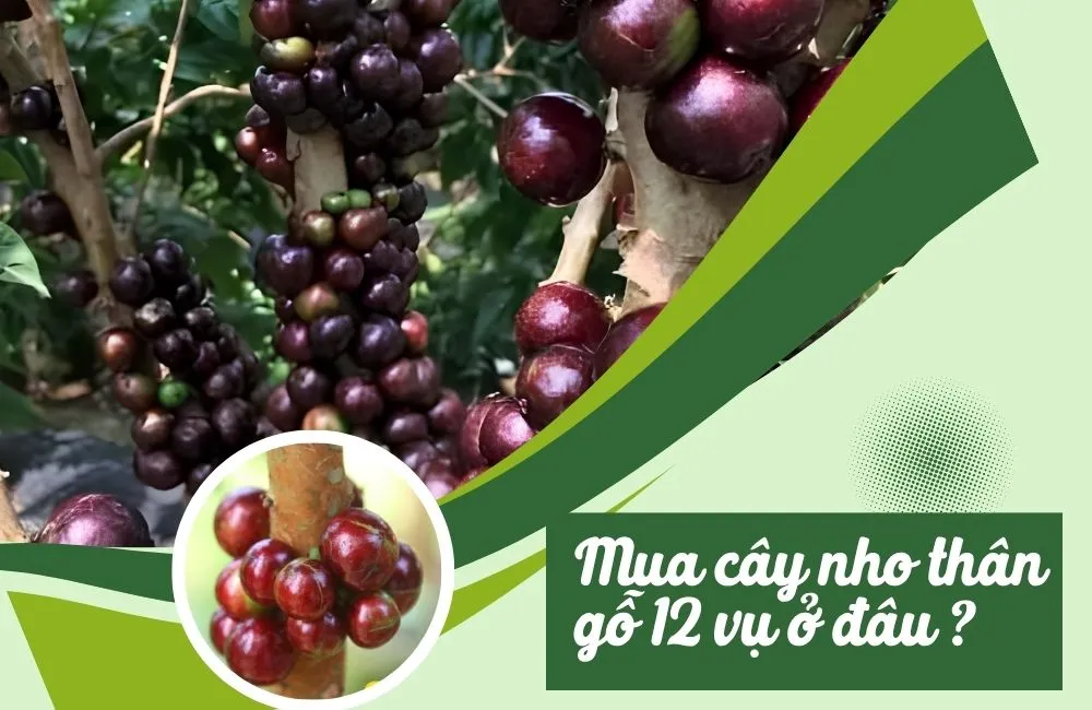 Mua cây nho thân gỗ 12 vụ
