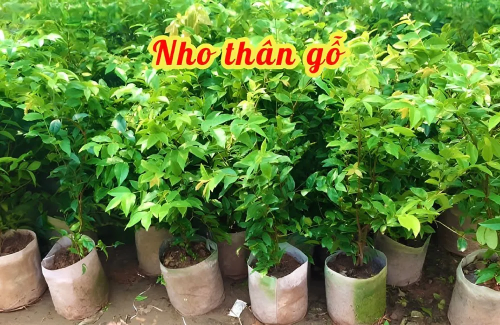 Mua cây nho thân gỗ 12 vụ