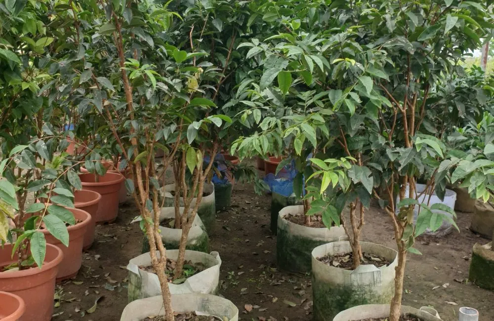 Mua cây nho thân gỗ 12 vụ