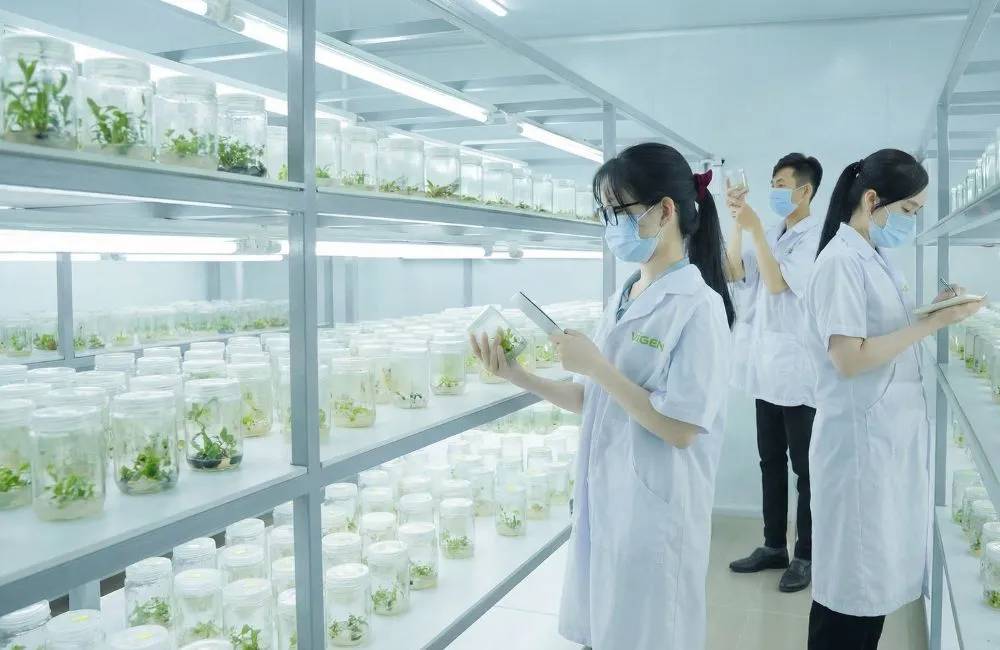 Năng lực cung ứng cây giống ViGen