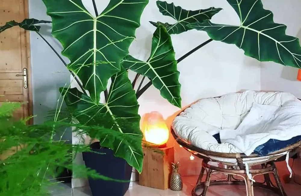Nơi mua Alocasia Sarian cấy mô